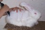 vindem-iepuri-angora-sau-castor-rex